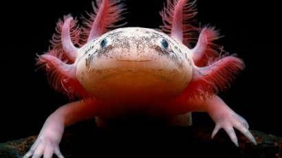 axolotl