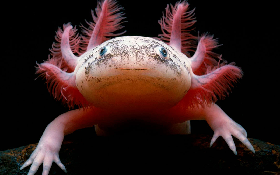 axolotl