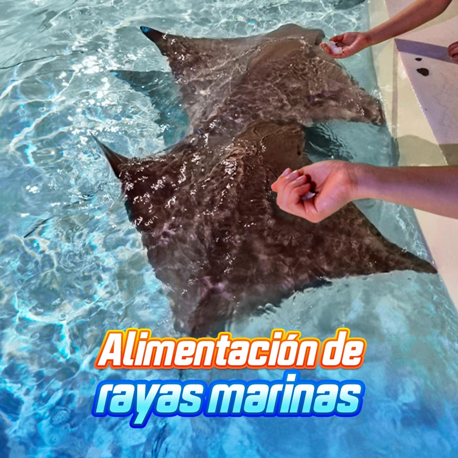 Marine rays feeding