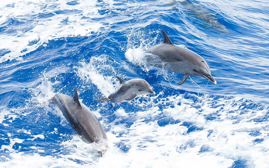 madres del mundo marino