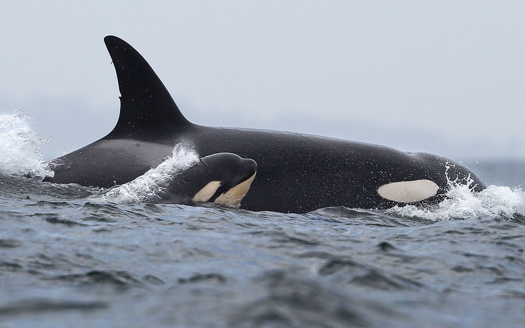 madres del mundo marino