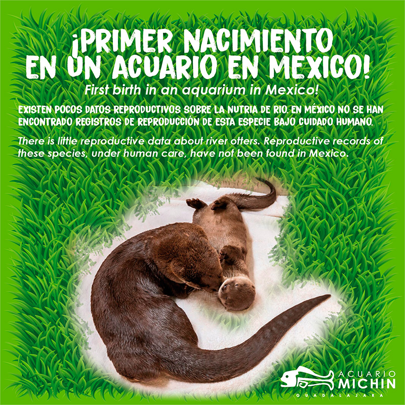 Nutria nacida en México