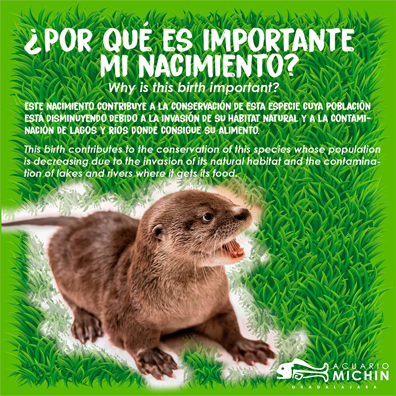 Nutria nacida en México