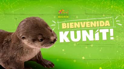 Nutria nacida en México